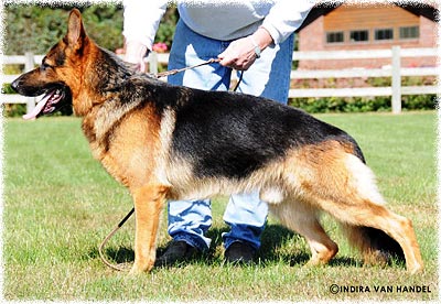 Jerland Kennels German Shepherd Dogs Adult Dogs